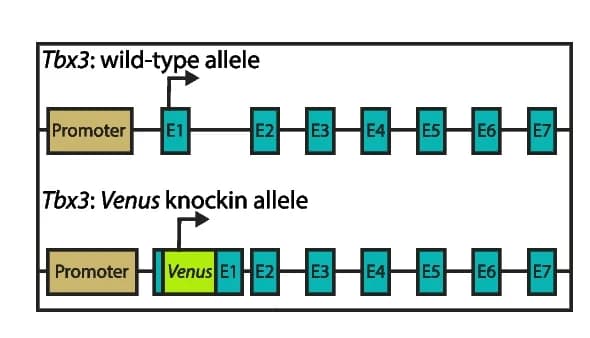 Open access visualization of Illustration, Reporter Mouse Model, TBX3, Venus