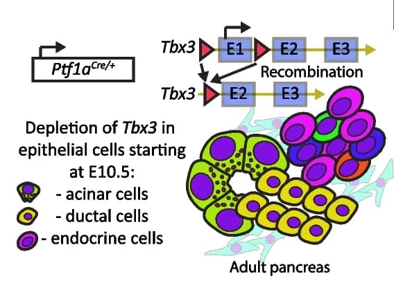 Open access visualization of Workflow, Illustration, Mouse Model, Pancreatic Epithelial Tissue, Tbx3 Deletion