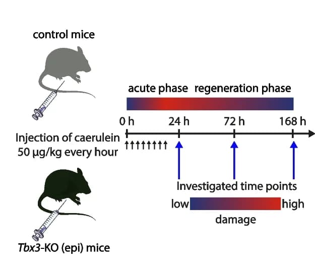 Open access visualization of Workflow, Illustration, Schematic Representation, Caerulein-Induced Acute Pancreatitis, Euthanasia