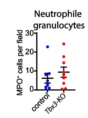 Open access visualization of Scatter Plot, Error Bars, Quantification, MPO+ Neutrophils, Pancreata