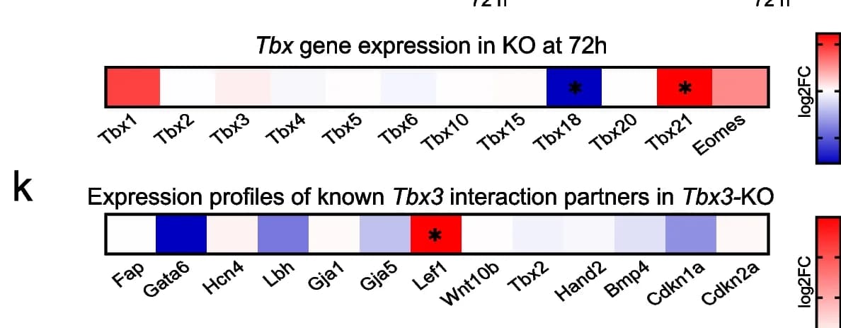 Open access visualization of Heatmap, Log2 Fold Changes, Tbx Genes, Pancreata