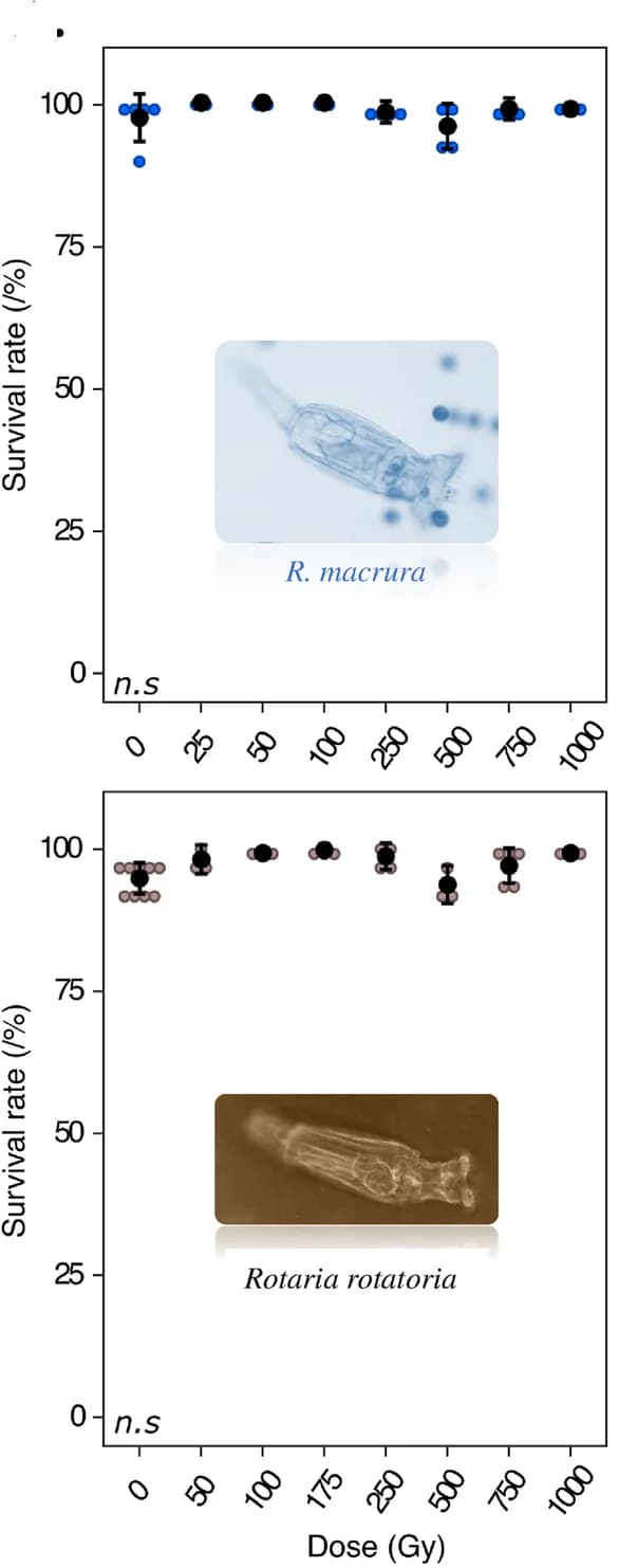 Open access visualization of Scatter Plot, Error Bars, Survival Rate, X-ray, Rotaria macrura