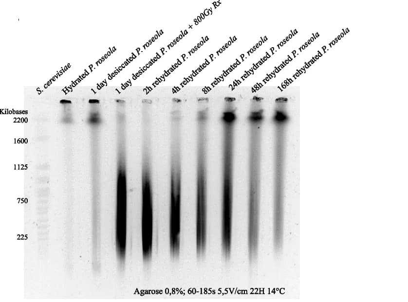 Open access visualization of Gel, P. roseola, Desiccation, X-ray radiation, Genomic integrity