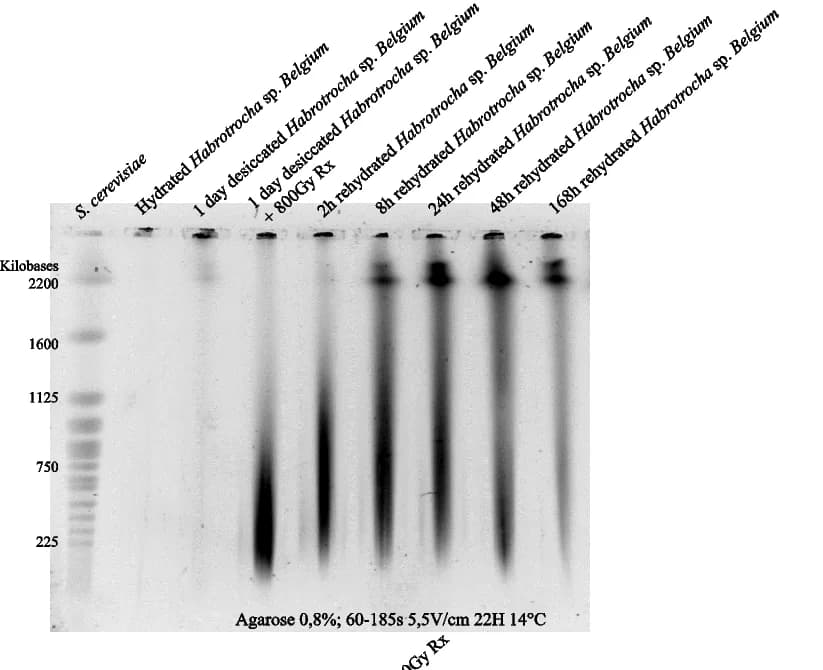 Open access visualization of Gel, Habrotrocha sp. Belgium, Desiccation, X-ray radiation, Genomic integrity