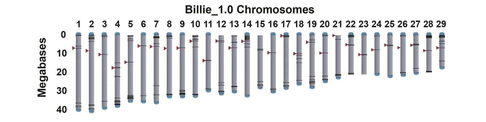 Open access visualization of Illustration, Blue Catfish, Genome Assembly, Chromosomes, Centromere