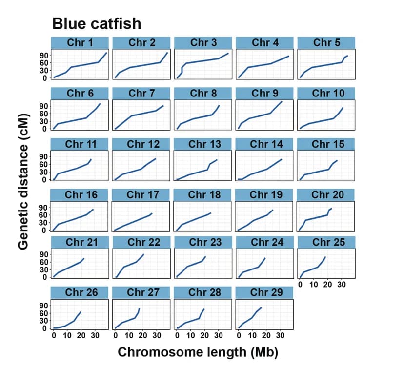 Open access visualization of Line Plot, Blue Catfish, Genome Sequences, Genetic Maps, Chromosome