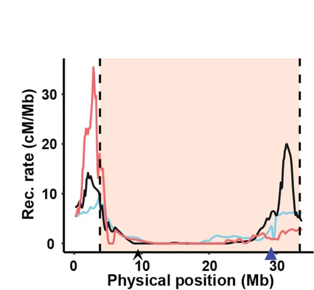 Open access visualization of Line Plot, Recombination rates, Physical positions, Genetic markers, Chromosome 6