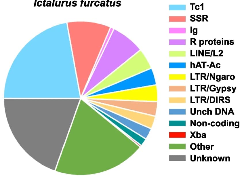 Open access visualization of Pie Chart, Blue Catfish, Channel Catfish, Repeatomes, Repetitive Elements