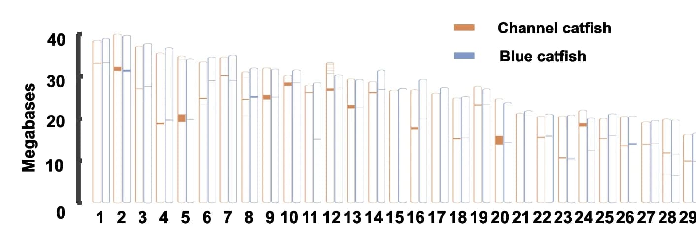 Open access visualization of Bar Plot, Clustered, Centromere, Chromosome scaffolds, Channel Catfish