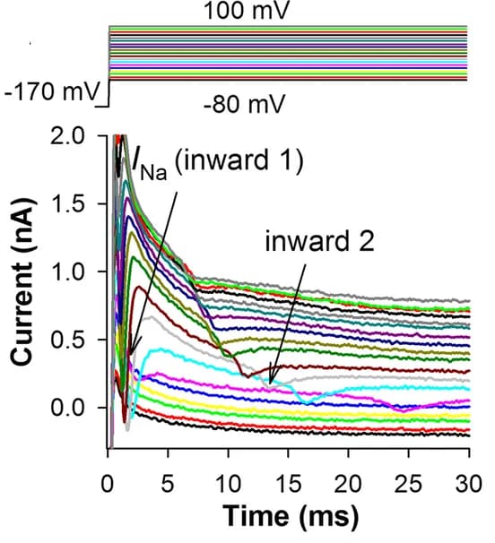 Open access visualization of Line Plot, Voltage Clamp, Depolarizing Currents, Inward Current, I Na