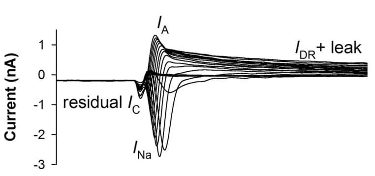 Open access visualization of Line Plot, Whole-Cell Currents, Capacitive Current, Sodium Current, Potassium Currents