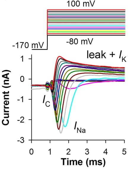 Open access visualization of Line Plot, Line Step, Voltage-Activated Na+ Currents, Capacitive Current, Voltage-Activated K+ Current