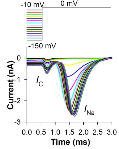 Open access visualization of Line Plot, Steady-State Inactivation, Voltage-Activated Na+ Currents