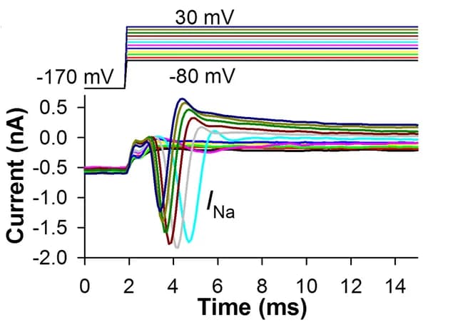 Open access visualization of Line Plot, Line Step, Voltage Clamp Recordings