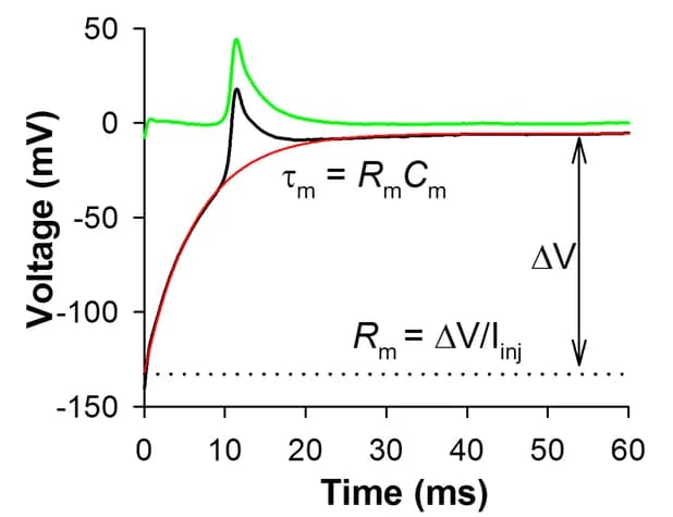 Open access visualization of Line Plot, Spike, Voltage Response, Membrane Resistance, Membrane Capacitance