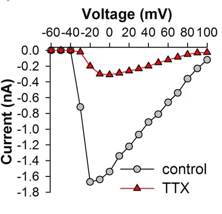 Open access visualization of Line Plot, I-V Relations, Sodium Channel, TTX