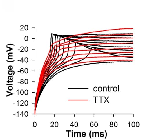Open access visualization of Line Plot, Current-Clamp Recordings, Spikes, TTX