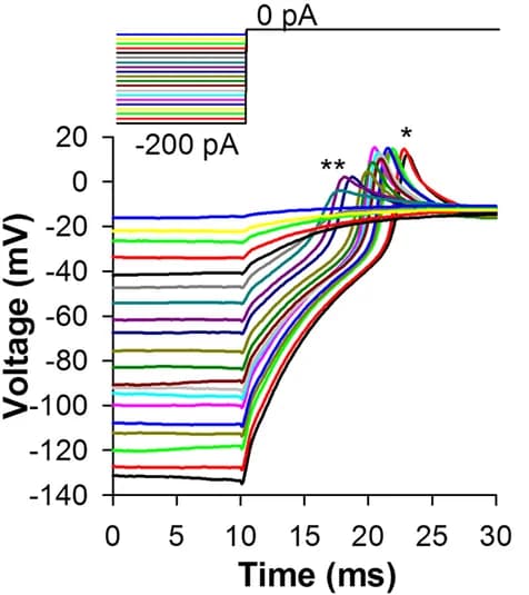 Open access visualization of Line Plot, Line Step, RPE Cell, Resting Potential, Hyperpolarization