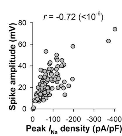 Open access visualization of Scatter Plot, Regression Plot, Spike, Amplitudes, I Na