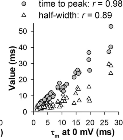 Open access visualization of Scatter Plot, Spike, Time to peaks, Half-widths, Membrane time constants