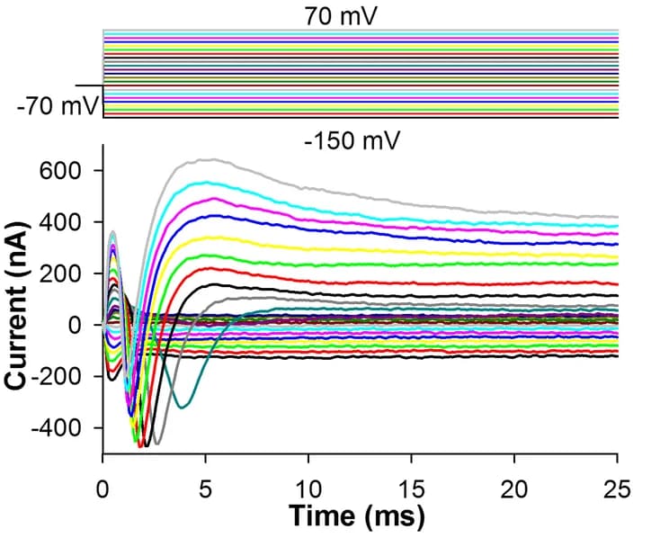 Open access visualization of Line Plot, Ionic Currents, Holding Potential, RPE Cell, Resting Potential