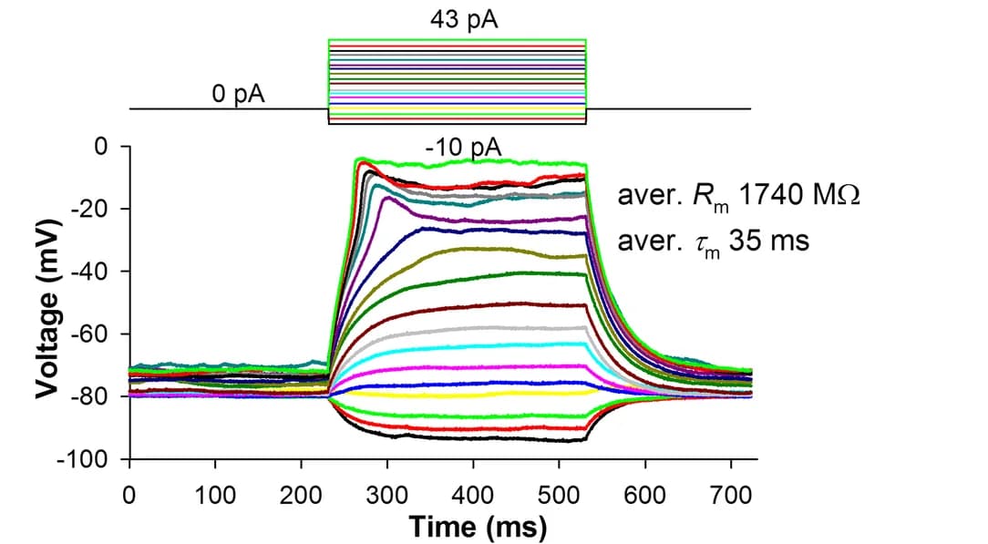 Open access visualization of Line Plot, Line Step, Ionic Currents, Holding Potential, RPE Cell