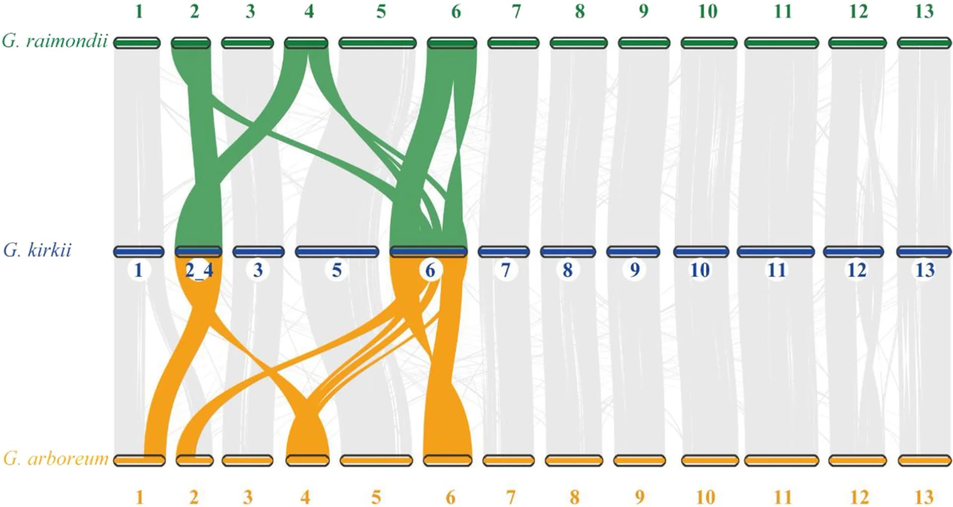 Open access visualization of Sankey, Chromosomal Synteny, G. arboreum, Gossypioides kirkii, G. raimondii