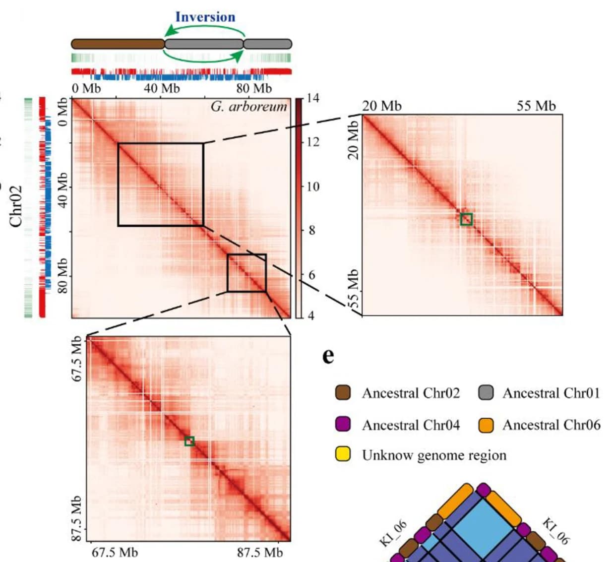 Open access visualization of Heatmap, Chromosomal inversion, Synteny break, Chromatin interaction