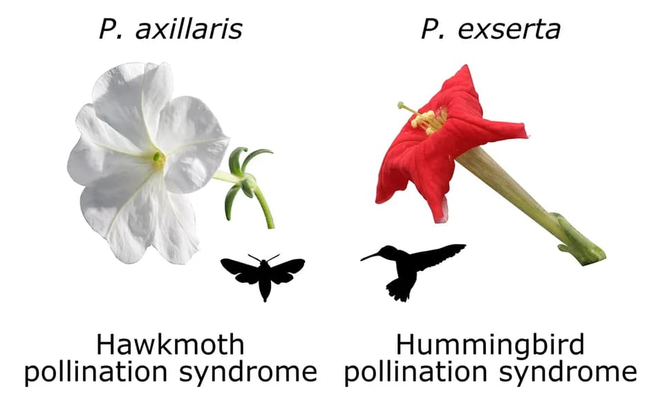 Open access visualization of Photo, P. axillaris, P. exserta, Flowers, Pollination Syndromes