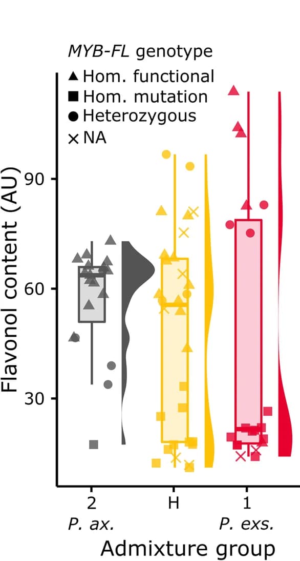 Open access visualization of Box Plot, Violin Plot, Scatter Plot, Phenotypic Values, Pollination Syndrome