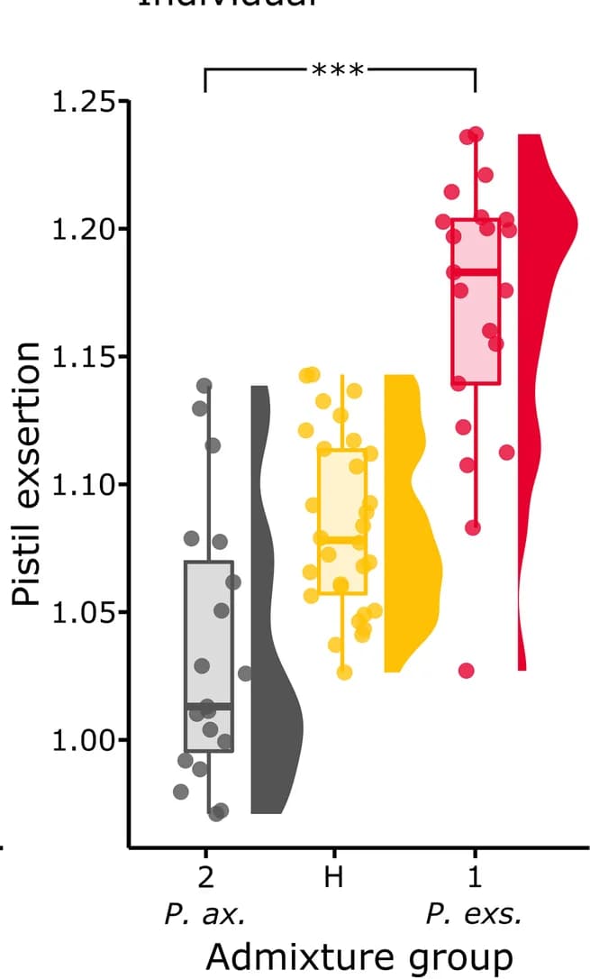Open access visualization of Violin Plot, Box Plot, Scatter Plot, Phenotypic Values, Pollination Syndrome