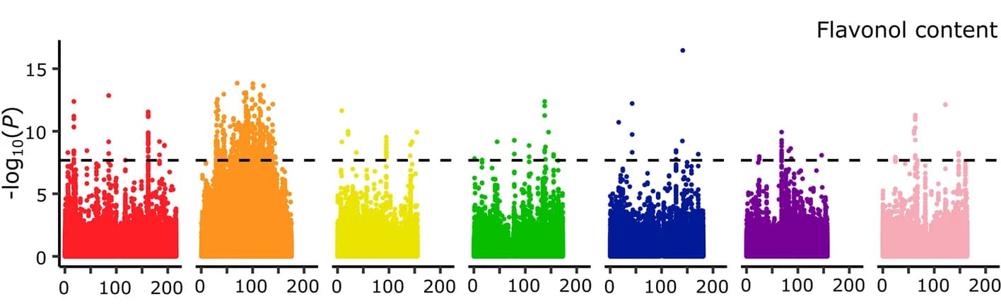 Open access visualization of Manhattan Plot, Genome-Wide Association Study, Flavonol Content, Variant, Linear Mixed Models