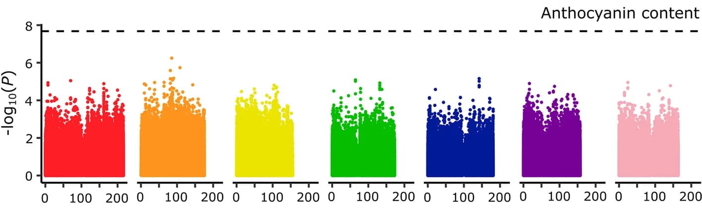 Open access visualization of Scatter Plot, Manhattan Plot, Genome-Wide Association Study, Anthocyanin Content, Variant