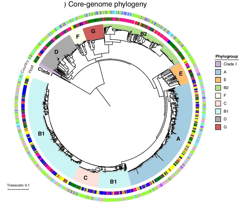 Open access visualization of Network, E. coli Isolates, Host Species, Core-Genome Phylogeny, Accessory Gene Content