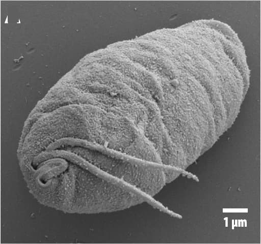 Open access visualization of Microscopy, Scanning Electron Microscopy, Flagella, Cytopharynx, Papillum