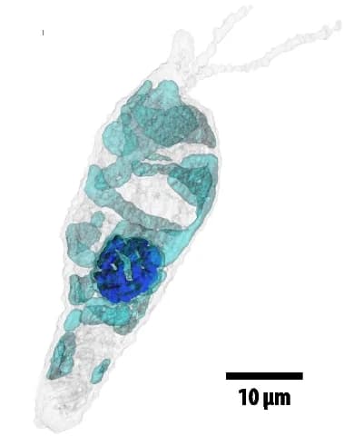 Open access visualization of 3D Plot, Expansion Microscopy, Nucleus, Mitochondrion, Tubulin