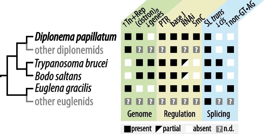 Open access visualization of Illustration, Flowchart, Table Image, Genome, Gene Expression