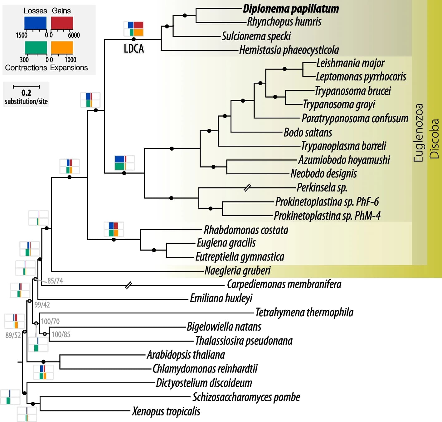 Open access visualization of Workflow, Bar Plot, Phylogenetic Tree, Gene-family Evolution, Diplonemids
