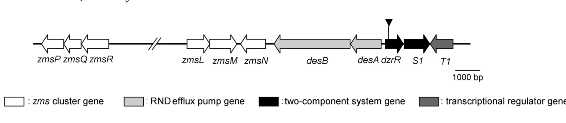Open access visualization of Illustration, Gene Cluster, Zeamine Synthesis, Transposon Insertion