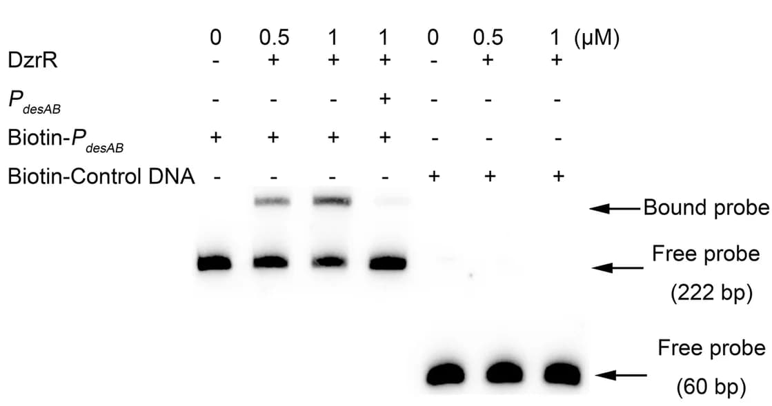 Open access visualization of Gel, EMSA, Promoter Fragment, DNA Fragment, DzrR