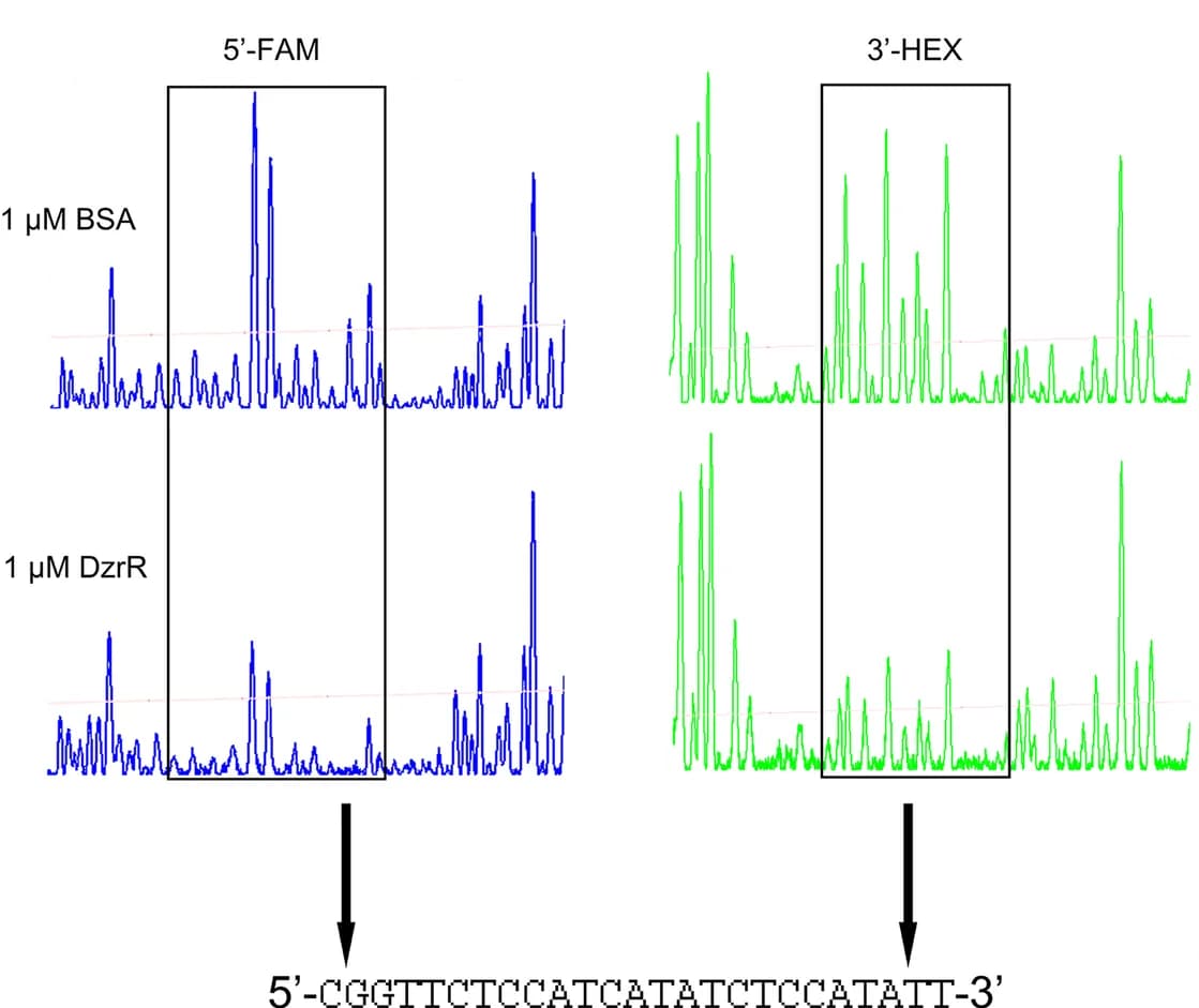 Open access visualization of Line Plot, DNase I Footprinting Assay, DzrR, Promoter Fragment, DesAB