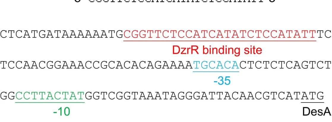 Open access visualization of Illustration, DzrR Binding Site, Promoter Region, DesAB, DesA Gene