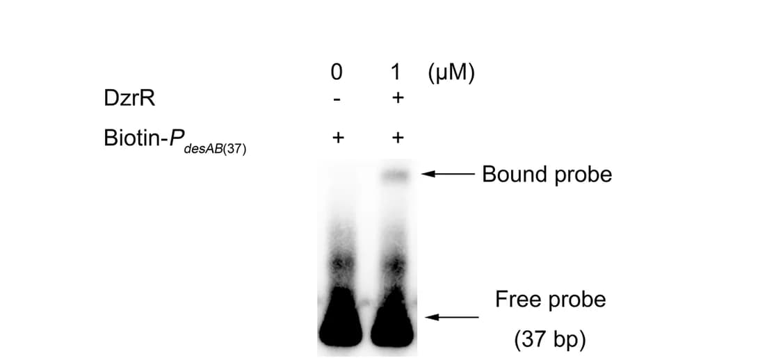 Open access visualization of Gel, EMSA, DNA Fragment, DzrR, DesAB