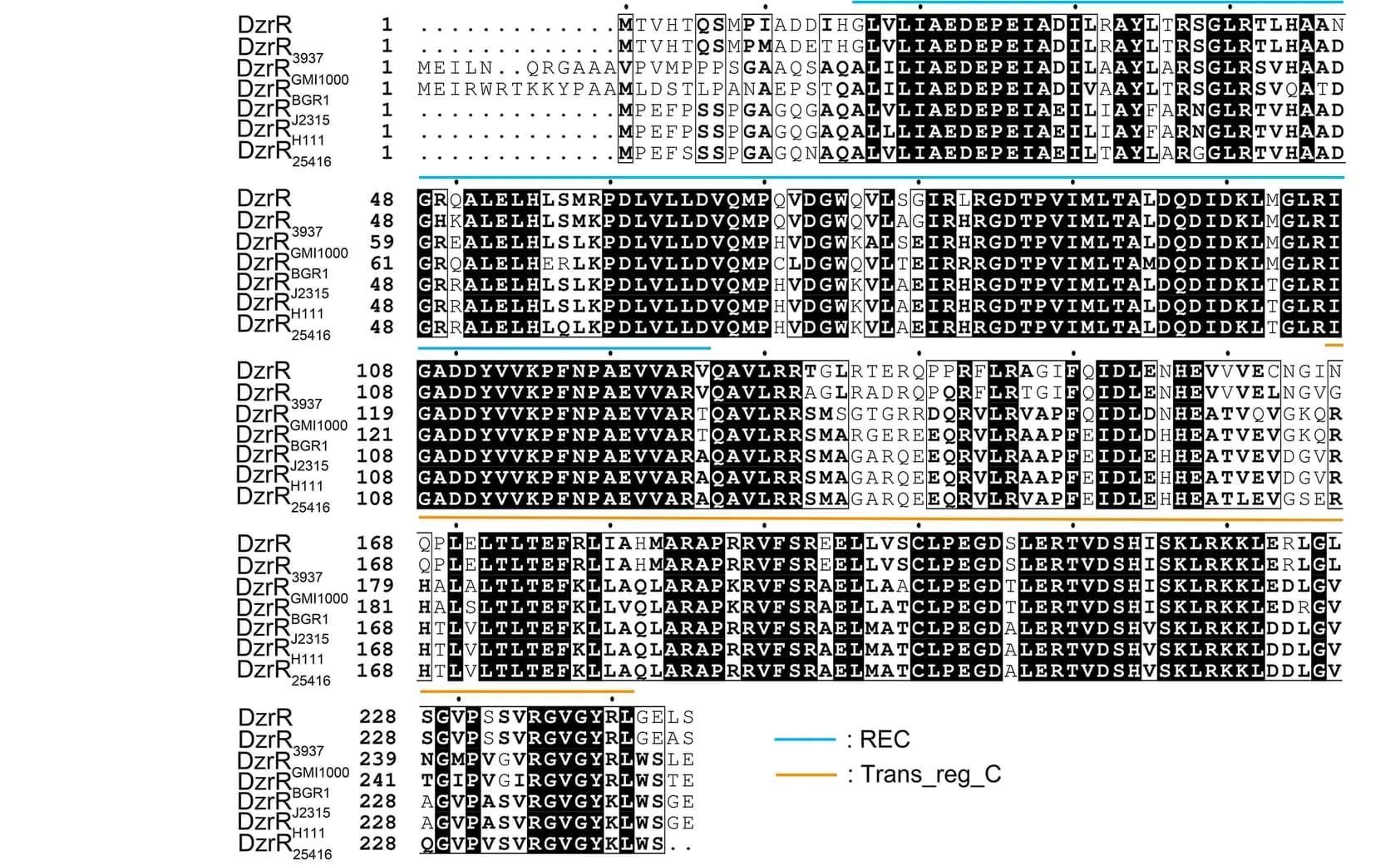 Open access visualization of Illustration, DzrR, Homologs, Sequence Alignment, Dickeya