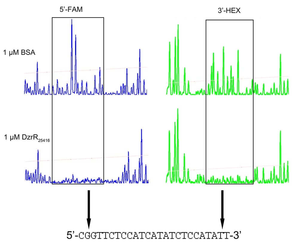 Open access visualization of Line Plot, DNase I Footprinting Assay, DzrR, DesAB Promoter, FAM