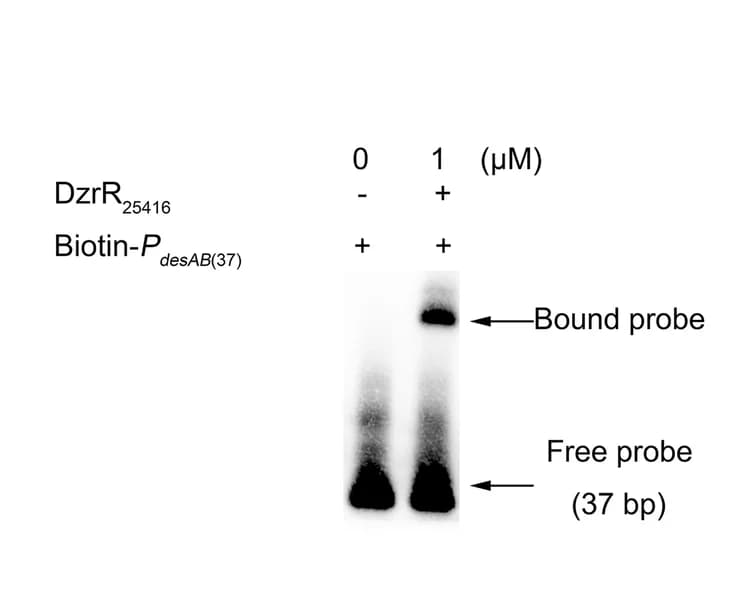Open access visualization of Gel, EMSA, DzrR, DNA Fragment, DesAB