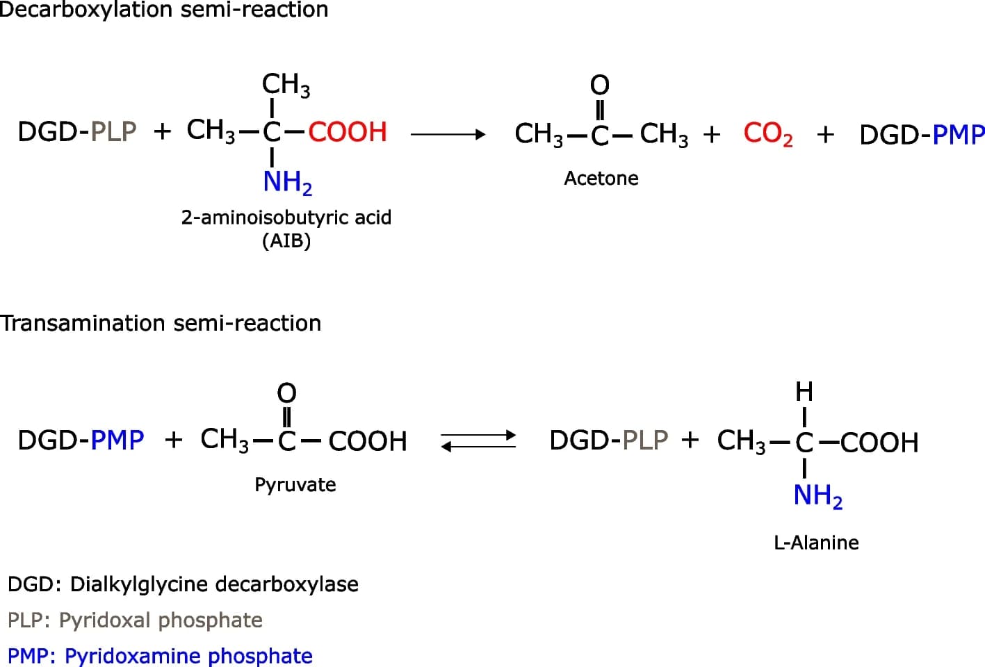 Open access visualization of Chemical Structure, Dialkylglycine Decarboxylase, Aminotransferase, AIB, Decarboxylation