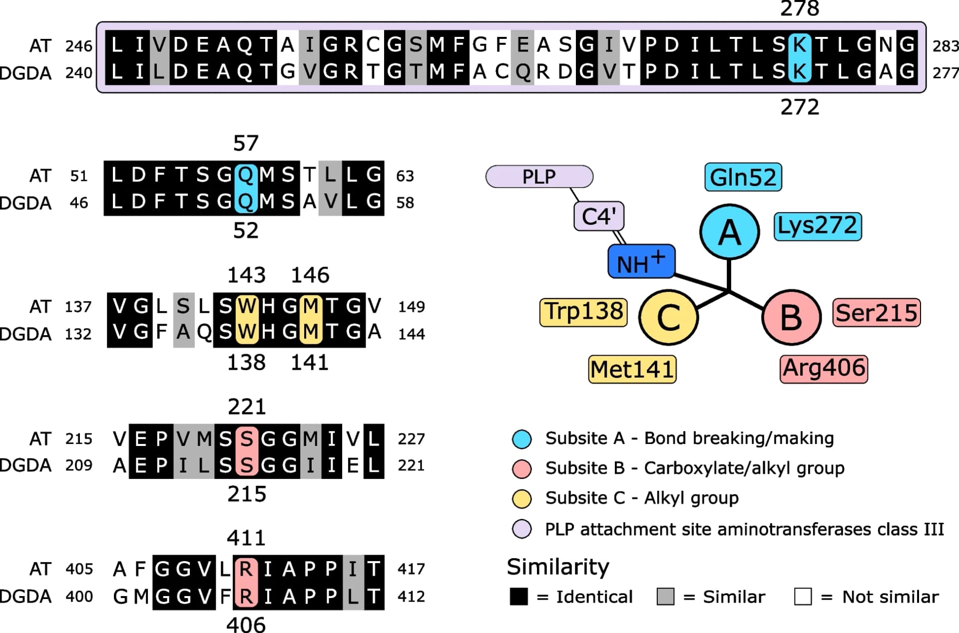Open access visualization of Illustration, Workflow, Dialkylglycine Decarboxylase, Active Site, Saccharomyces AT