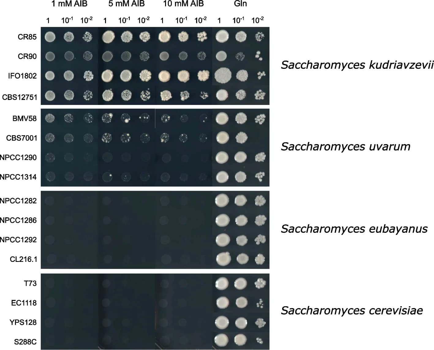 Open access visualization of Gel, Saccharomyces Isolates, YNB Plates, AIB Concentrations, Glutamine