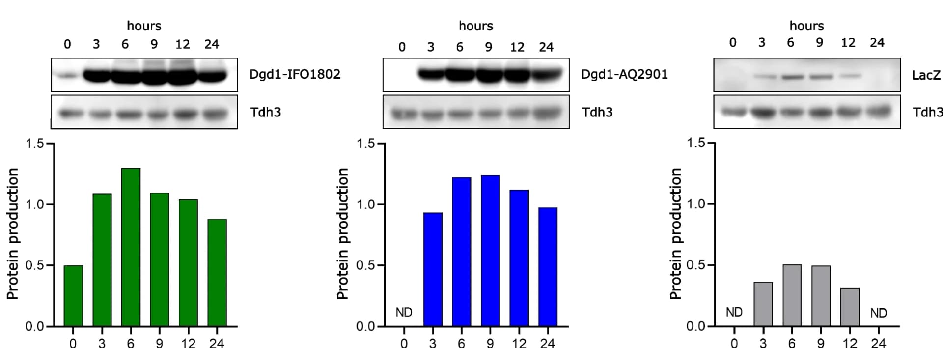 Open access visualization of Bar Plot, Gel, Protein production, V5-labelled Dgd1p, LacZ proteins